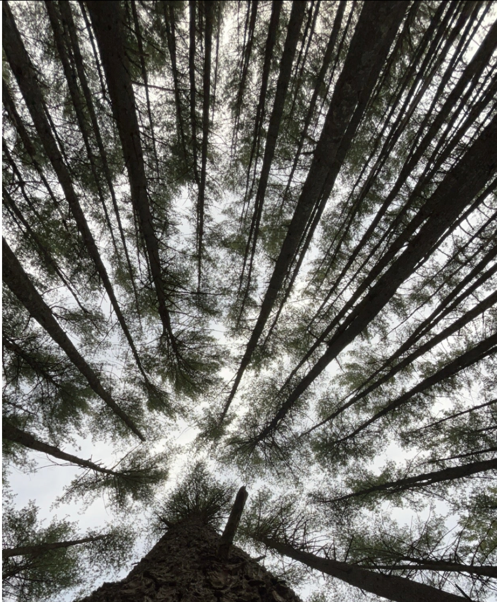 trees 